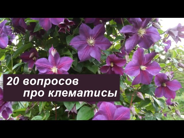 ✿ Клематис Хадсон Ривер (3) купить за ...