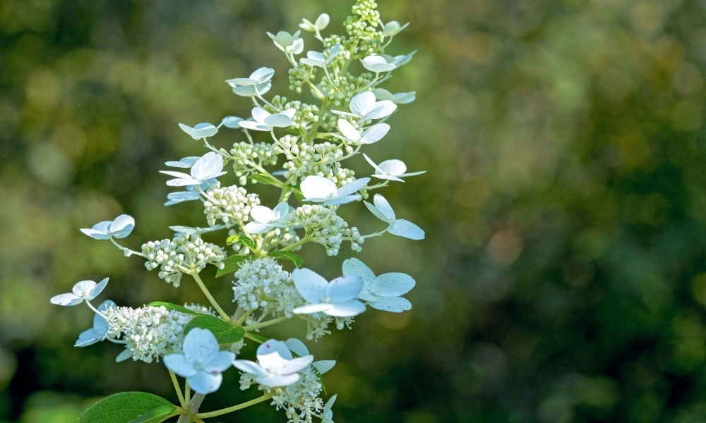 Древовидная гортензия Мэджикал Пинкербелл (Hydrangea ...