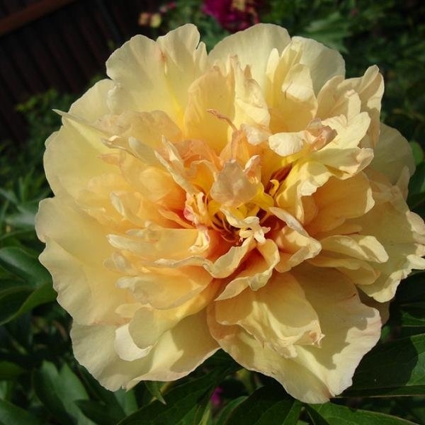 Пион Аваланш (Paeonia Avalanche).