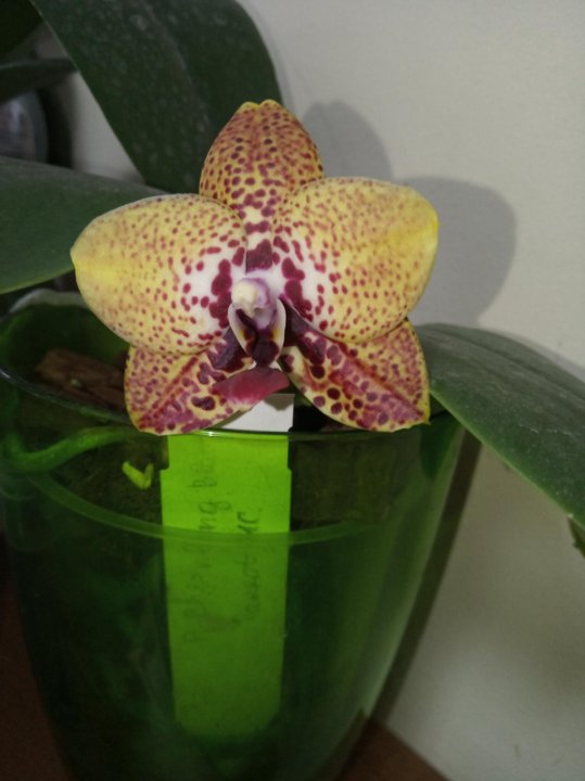 Phal.Sentra x Black Eagle Phal. Zheng ...