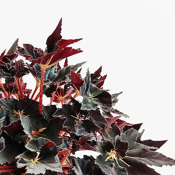 Begonia Black Fang – Floraria Secret Garden (SG)