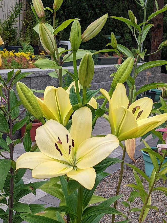 Lilium Trebbiano 'Gerrit Zalm' | Blithewold