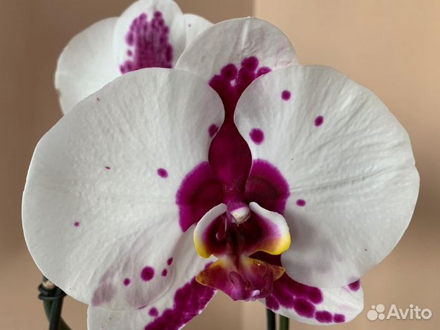 Орхидея Phalaenopsis Picasso