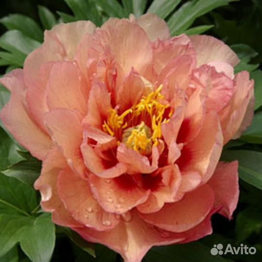 Full House Tree Peony - Halifax Perennials Inc.