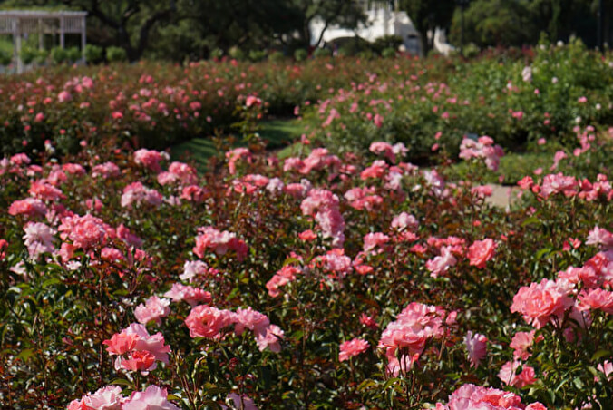 Mon Jardin