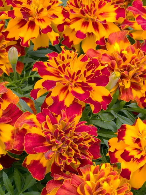 Бархатцы (Tagetes). Виды