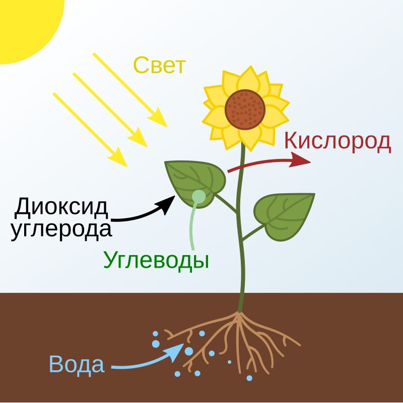 Роза: описание, выращивание и ...