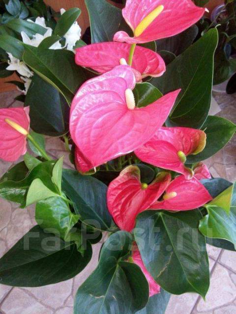 Pink Mix Anthurium - DIY Flowers