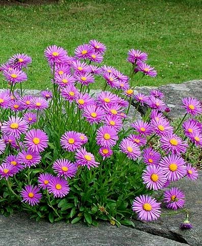 Астра альпийская Блу (Aster alpinus Blue)