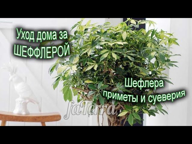 Шеффлера - дерево зонтШеффлера - дерево зонт - Зеленый Остров ...