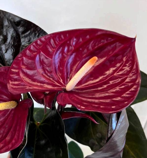 Anturio ANTHURIUM NEVADA P17 - Jobar Agro