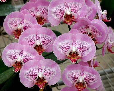 Phal. Leopard Prince “Sogo Diamond ...