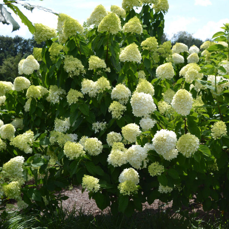 ГОРТЕНЗИИ: Hydrangea paniculata Limelight Prime -Гортензия ...