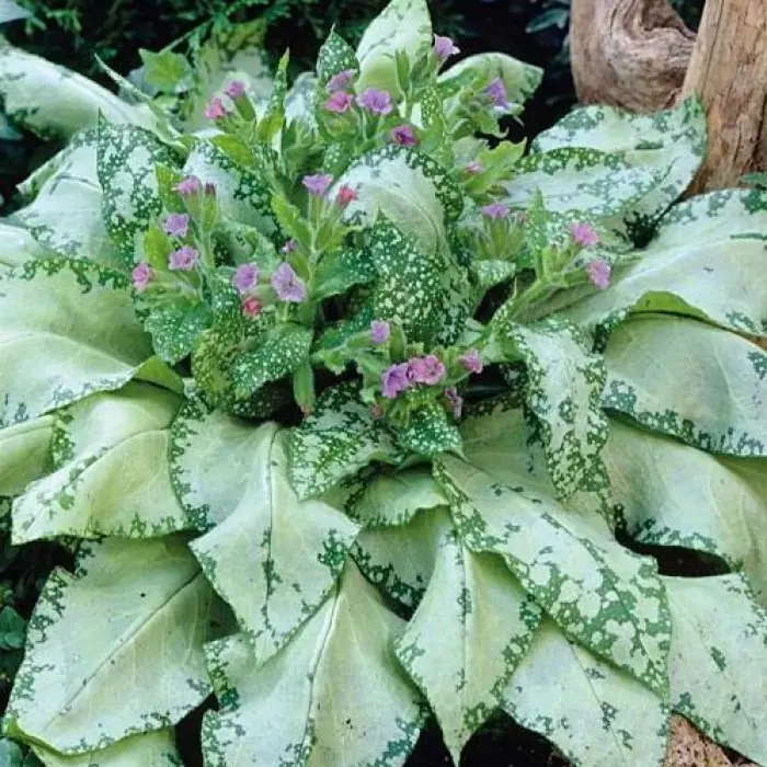 Многолетний садовый цветок Медуница (Pulmonaria). Многолетнее ...