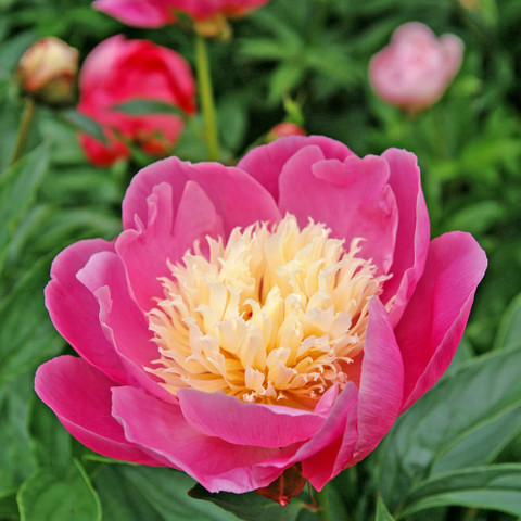 Paeonia Lactiflora Bowl of Beauty - The Grange Garden Centre