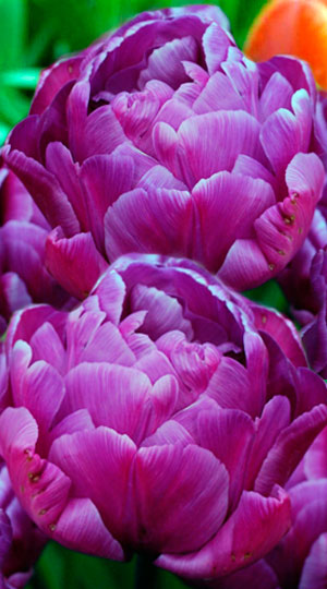 Tulipa Blue Diamond Stock Photo ...