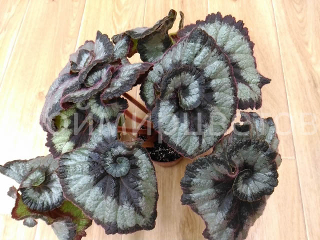 Rex Begonia – Escargot | Medary Acres