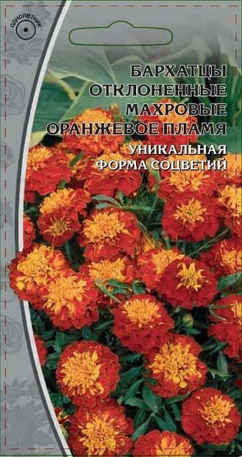 Бархатцы, или махровое чудо у вас в саду. Выращивание, уход ...