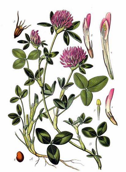 Клевер луговой (лат. Trifolium praténse)