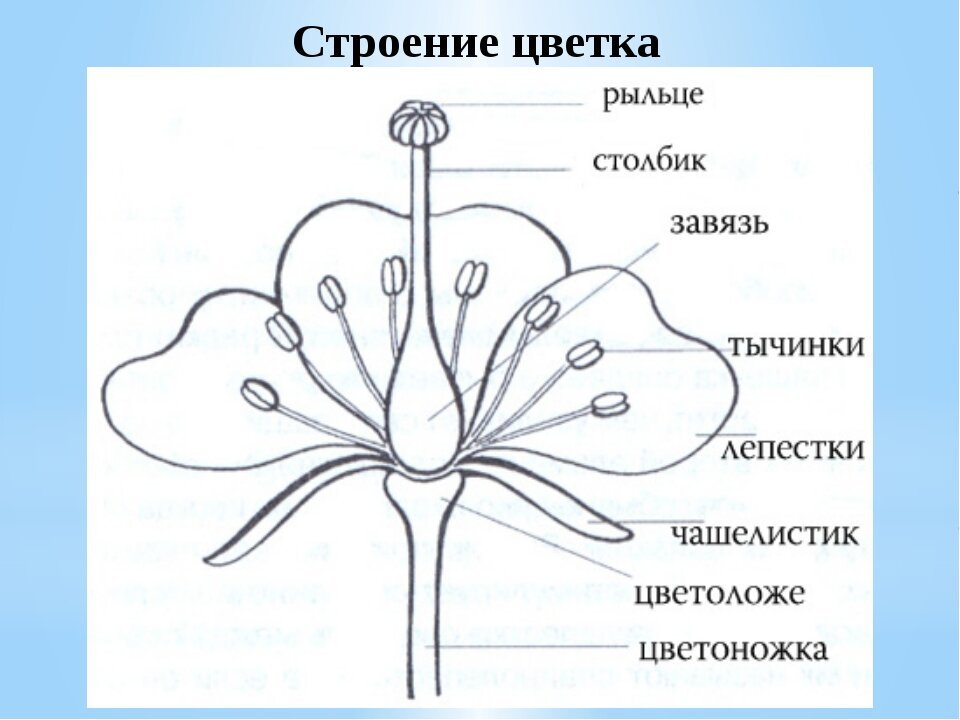 ГДЗ рабочая тетрадь по биологии 6 класс Пасечник. §11. Цветок ...