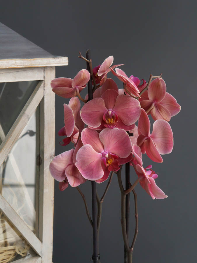 Орхидея ФАЛЕНОПСИС | ОПРЕДЕЛИТЕЛЬ СОРТА | Orchid Phalaenopsis ...