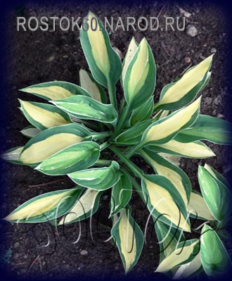 Хоста Гранд Марки (Hosta Grand Marquee) купить в Москве по ...