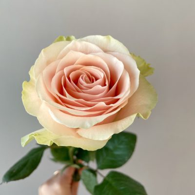 SALMA a Cream/Pink rose from Ecuador