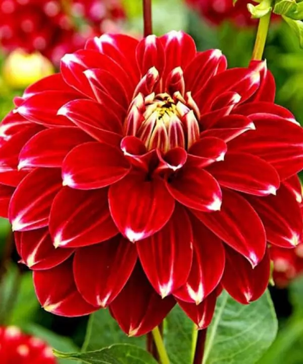 Георгина Ред Рок (Dahlia Red Rock) купить луковицы в Москве ...