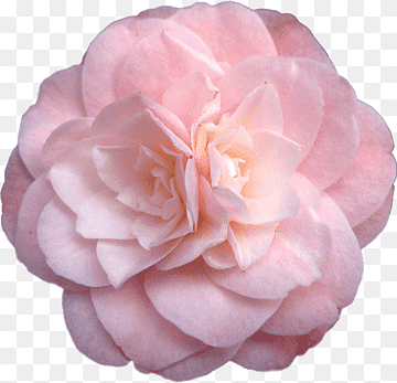 File:Camellia japonica 'Pink Perfection ...