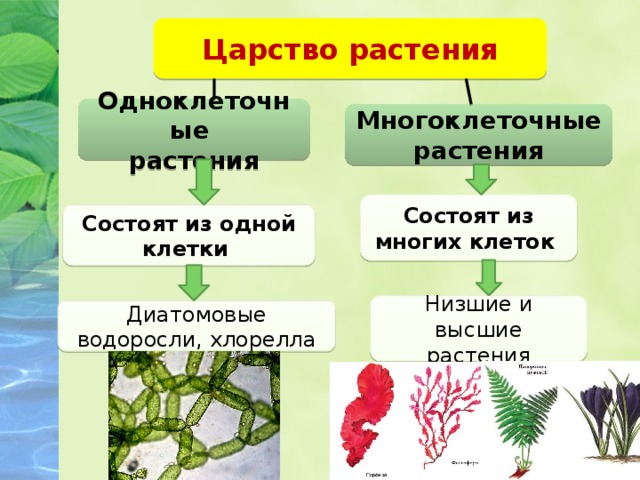 0—4. Особенности строения генеративных органов у растений ...