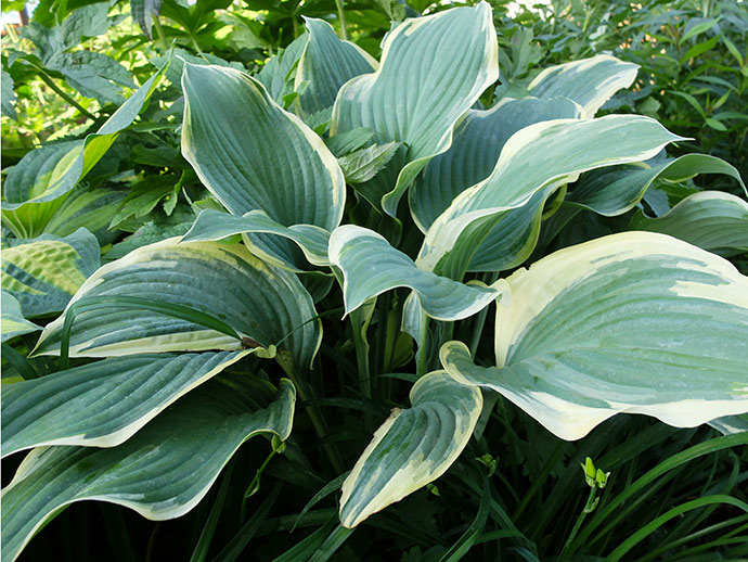 Хоста Регал Сплендор. (Hosta Regal Splendor) С2 купить в ...