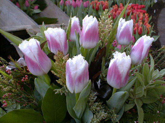 Frilled Tulip 'Siesta' - Bulb with pink flowers edged in white.