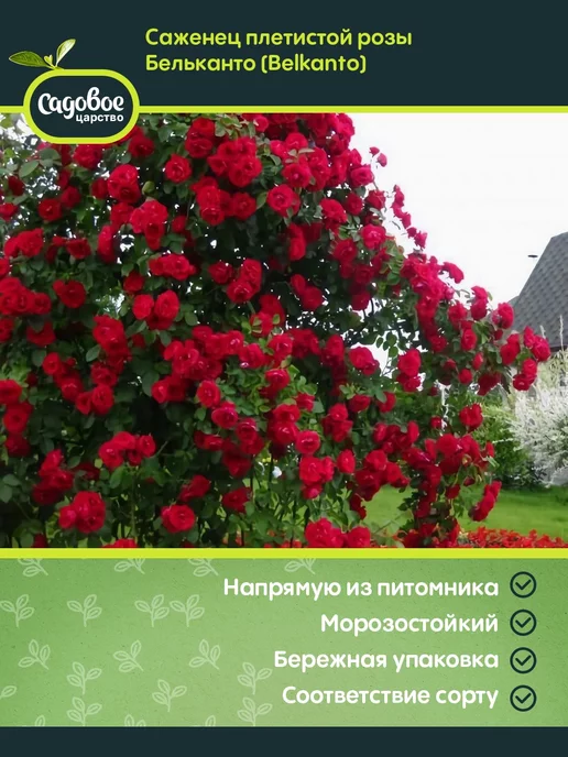 Купить саженцы розы плетистой Бельканто с доставкой в Москве ...