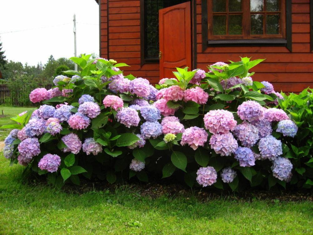 Гортензия метельчатая (Hydrangea paniculata `Praecox ...