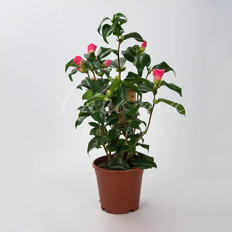 Camellia japonica, Камелия японская