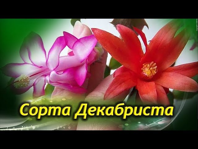 Цветение декабриста: как ухаживать за ...