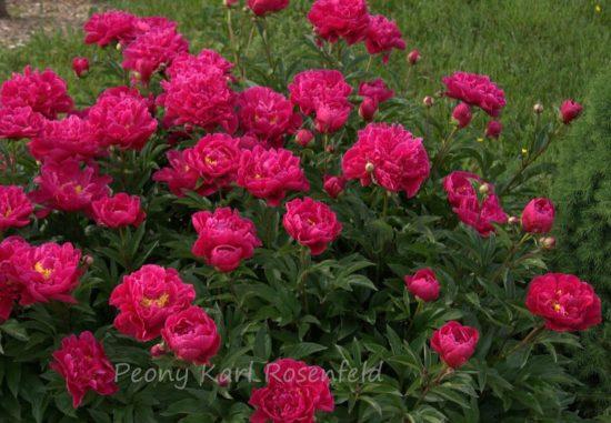 Karl Rosenfield Peony, Paeonia | American Meadows