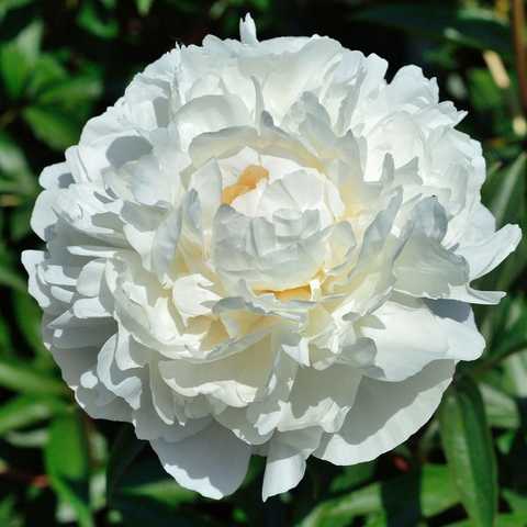 Пион травянистый 'Чери Роял' / Paeonia 'Cherry Royal'