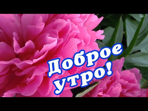 Картинки С добрым утром с цветами ...