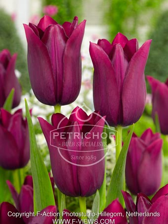 Tulipa 'Merlot' | Official site of ...