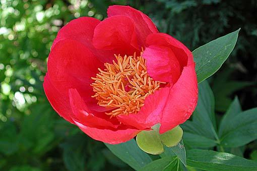 Buy Wholesale Flame Peonies for May ...