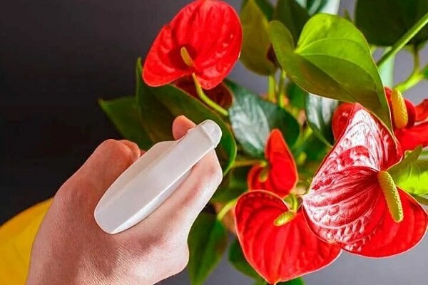 Антуриум — Anthurium описание и уход на FloralWorld.ru