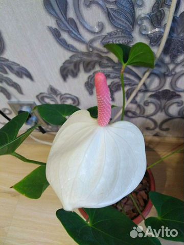 Flamingoblume White Champion 14 cm günstig kaufen ...