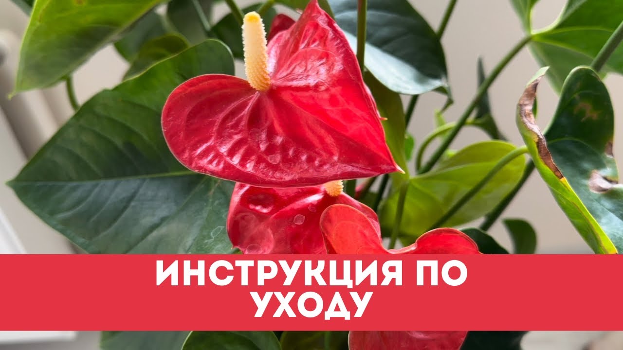 Антуриум (Anthurium) 15 л. Антуриум (Anthurium) Ароидные ...