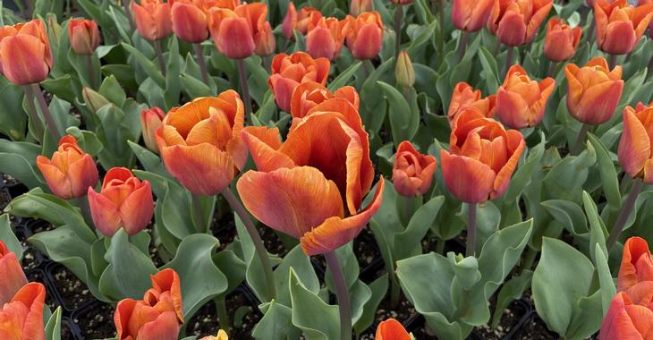 Tulipa 'Brown Sugar' op vasteplant.be