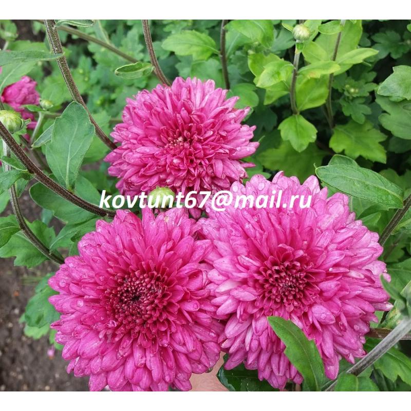 Хризантема индийская (Chrysanthemum indicum) — описание ...