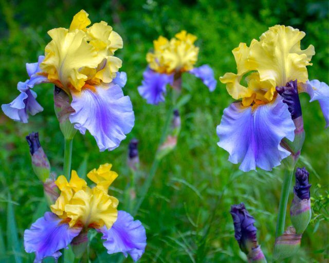 Iris typhifolia ...