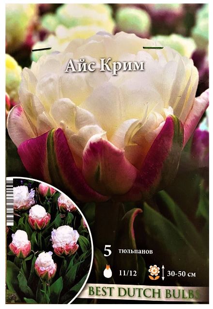 Тюльпан Вайт Айс (бахромчатый) купить в Москве по цене 0 руб ...