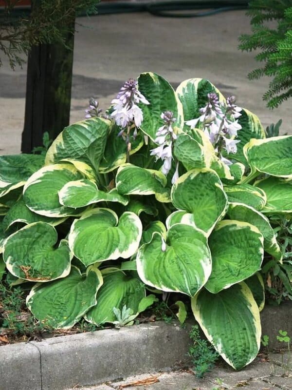 Hosta 