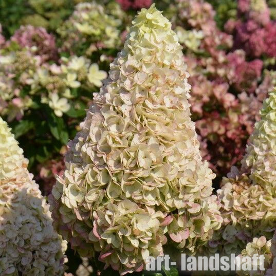 Hydrangea paniculata Magical Kilimanjaro-Гортензия ...